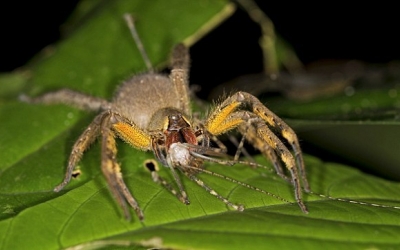 Banana spider venom new viagra