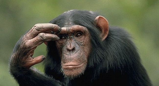 Почему люди живут дольше мух и обезьян? | NEWS.am Medicine - Все о здоровье  и медицине