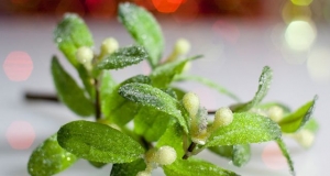 Medicinal features of mistletoe