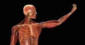 5 interesting facts about the human body