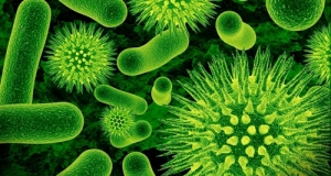 5 интересных фактов о бактериях