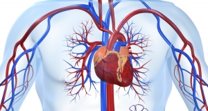 Известный российский кардиолог проведет в Ереване семинар по ишемической болезни сердца