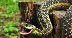 Կարելի՞ է վերքից օձի թույնն արտածծել