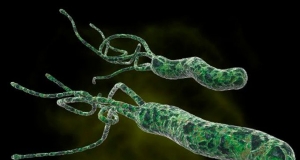 5 интересных фактов о канцерогенной бактерии Helicobacter pylori
