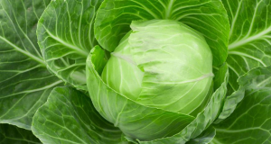 What are beneficial properties of cabbage?