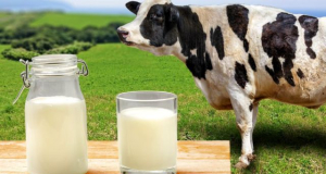Protein in Cows’ Milk Improves Wound Healing