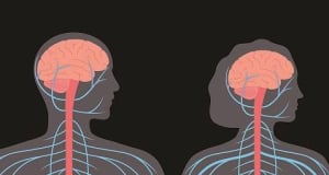 Чем отличается женский мозг от мужского?