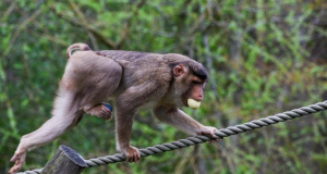 Հոնկոնգում առաջին անգամ կապիկի հերպեսով վարակման դեպք է գրանցվել