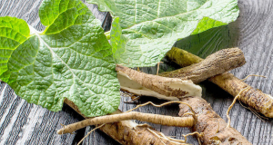 Plants: фенолы в корне лопуха обладают противодиабетическим потенциалом
