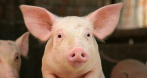 Yomiuri: в Японии подсадят клетки поджелудочной железы от свиньи человеку