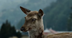 Zombie deer disease possibly linked to hunters’ deaths