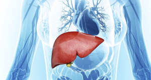 Scientists discover cell responsible for repairing damaged liver tissue