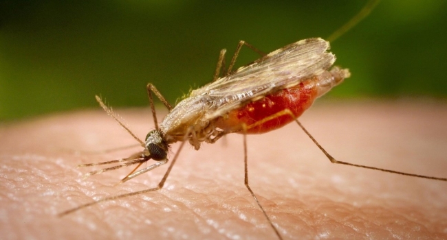 Может ли угрожать Армении эпидемия заболеваний, переносимых комарами?