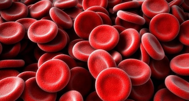 bacteria shapes in blood