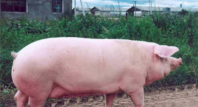 Поросная свинья. Эстонская беконная свинья.