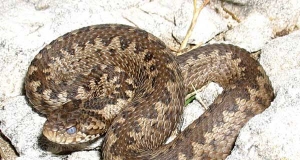 В Армении зарегистрировано 48 случаев укусов змеи и 1 смертельный случай