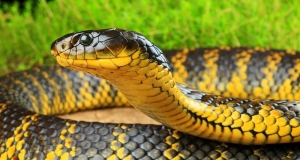 «Արմենիա» ԲԿ-ում տարեսկզբից օձի խայթոցի 9 դեպք է գրանցվել