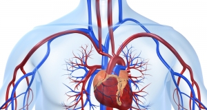 Знайте болезни в лицо: ишемическая болезнь сердца