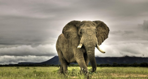 Elephants resist cancer by waking a zombie gene