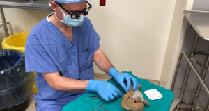 Կանադայում նեյրովիրաբույժը փոքրիկ հիվանդի խնդրանքով վիրահատել է թավշյա արջուկին