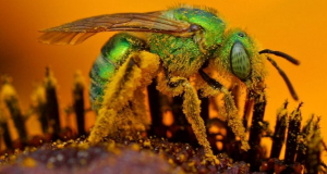 Doctors find bees in woman's eye, feeding on her tears