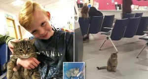 The adorable pet cat called Kolo who keeps wandering into his local A&E unit and cheering up patients