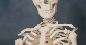 Hormone of fear found in bones
