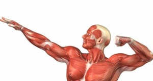 5 interesting facts about our muscles