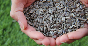 What are dangers of sunflower seeds?