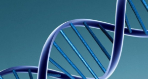 Ի՞նչ դեր են խաղում գեները 2-րդ տեսակի դիաբետի առաջացման գործում