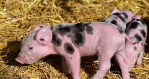 Ученые провели успешную пересадку почки от ГМО-свиней человеку