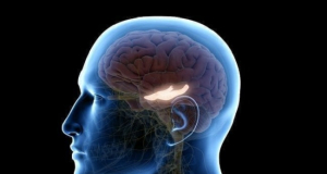 Scientists discover brain mechanism responsible for age-related memory loss