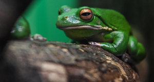 Can you get warts from frogs?