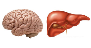 Can liver control brain and behavior?