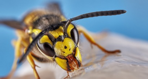 Какие укусы насекомых могут привести к смерти человека?