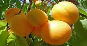 Какими удивительными свойствами обладает абрикос?