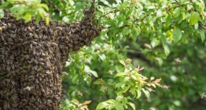 Ամերիկացին, որին խայթել էին տասնյակ հազարավոր մեղուներ, ուշքի է եկել կոմայից հետո