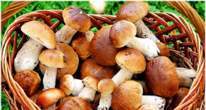 Как распознать отравление грибами?