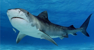 Могут ли акулы стать ключом к укреплению иммунитета человека?