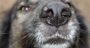 Собаки умеют распознавать запахи, связанные со стрессом у человека - исследование