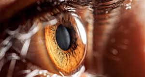 Ученые вырастили мини-глаза в пробирке