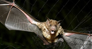 5 viruses that threaten humanity found in bats in China
