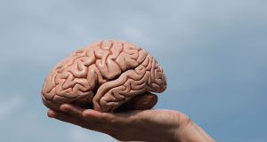 Dutch scientists find access to forgotten memories in brain