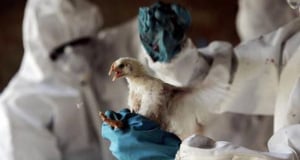 В Японии уничтожат около 40 тысяч птиц из-за выявленного первого в этом сезоне случая заболевания высокопатогенным птичьим гриппом