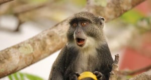 Գիտնականներն առաջին անգամ հետևել են կաթնասունների գենոմում կապիկի ռետրովիրուսի ինտեգրմանը 