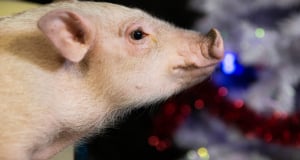 Pig whose organs can be transplanted into humans is obtained in Japan for first time