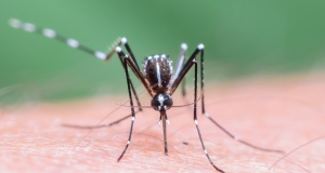 В Перу стремительно растет число случаев заболевания лихорадкой денге
