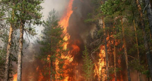 Лесные пожары представляют угрозу не только физической, но и психической безопасности людей, живущих поблизости – исследование