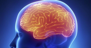 XX դարում գրանցվել է մարդու ուղեղի ծավալի աճ. JAMA Neurology