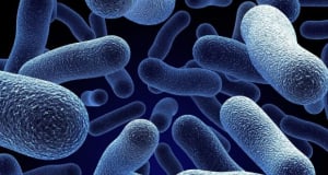 Տիեզերքում լինելը փոխել է դիմացկուն մանրէների ԴՆԹ-ն. Microbiome